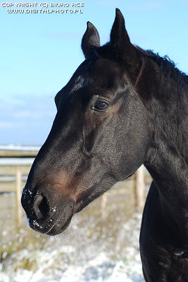 Portrait noir de cheval